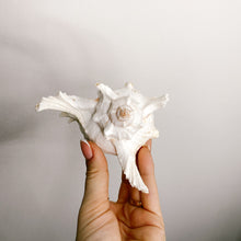 Load image into Gallery viewer, White Murex Shell Candle