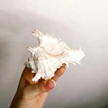 Load image into Gallery viewer, White Murex Shell Candle
