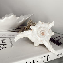 Load image into Gallery viewer, White Murex Shell Candle

